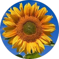 Andrea S. Avatar